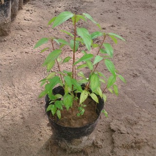 25 Cây giống Rau Đay Đỏ cao sản trồng ăn cả năm