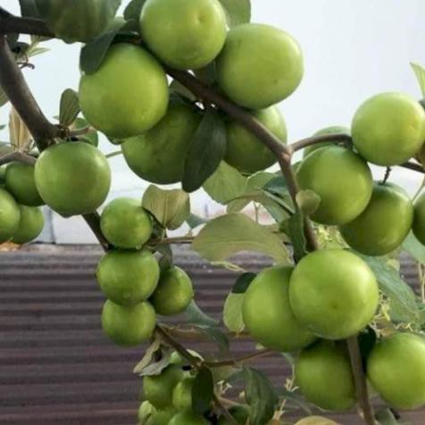 Cây Táo Thái Xanh - Cây Ăn Quả - H2O Farm + Tặng 01 cây dâu da đất
