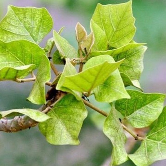 Lá vông nem khô thượng hạng JINDO 1kg