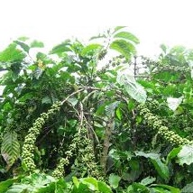 PHÂN BÓN LÁ TRUNG VI LƯỢNG BULGASARI Vino 79 Chai 500ML