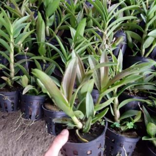 Hoa lan đenro yaya mini loại 1