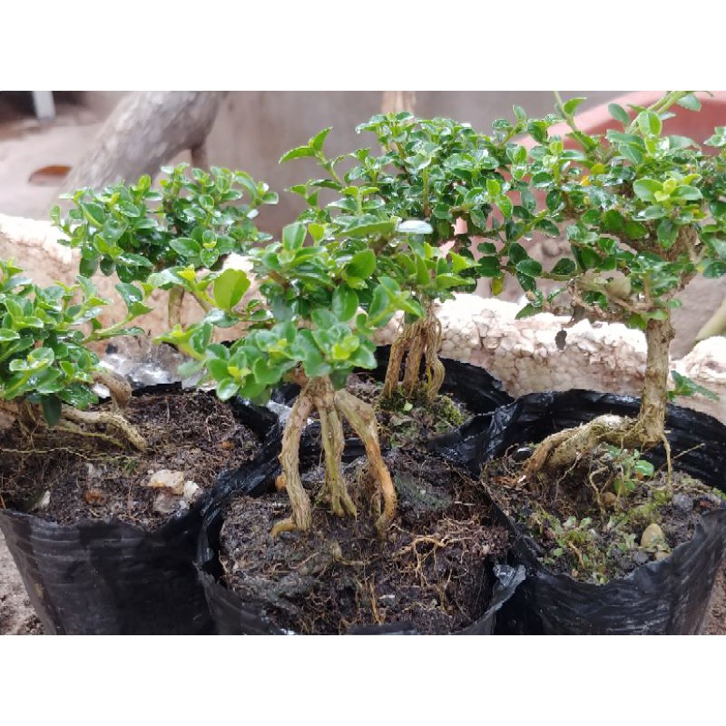 Sam hương mini (Cây mini, Cây để bàn, Bonsai mini)