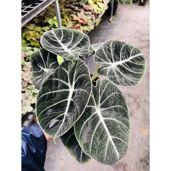 cây rồng nhung đen velvet (rẻ vô địch)