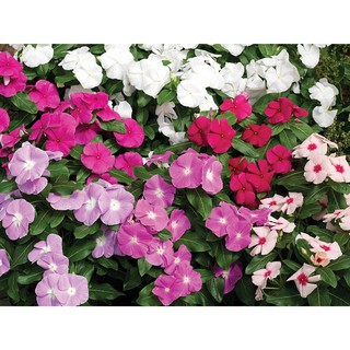 Hạt giống hoa dừa cạn đứng nhiều màu