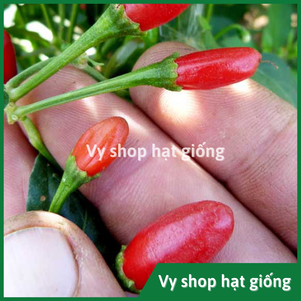 Hạt giống ớt thóc siêu cay  Thái Lan gói 120 hạt