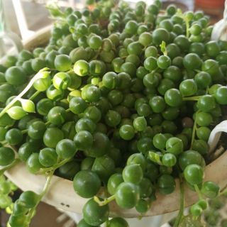 Sen đá hạt ngọc tròn size bầu