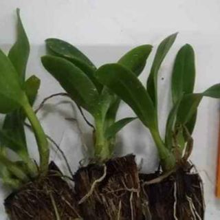 Denro hoa hồng đỏ cây giống