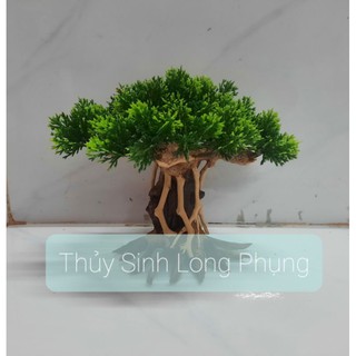 Lũa Bonsai Nấm Tùng hồ cá ( nhiều size )