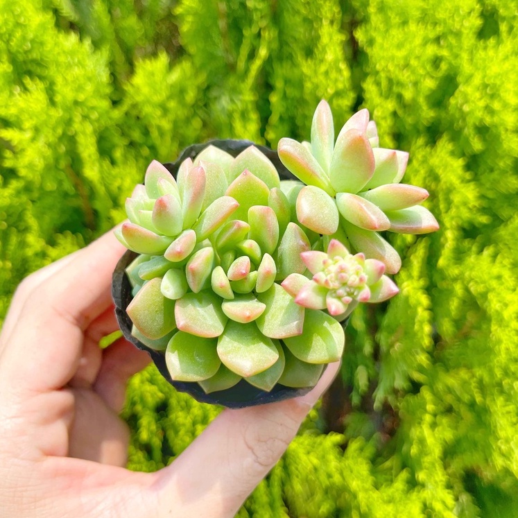 Sen đá mặt trời 5-7cm - Vườn sen đá