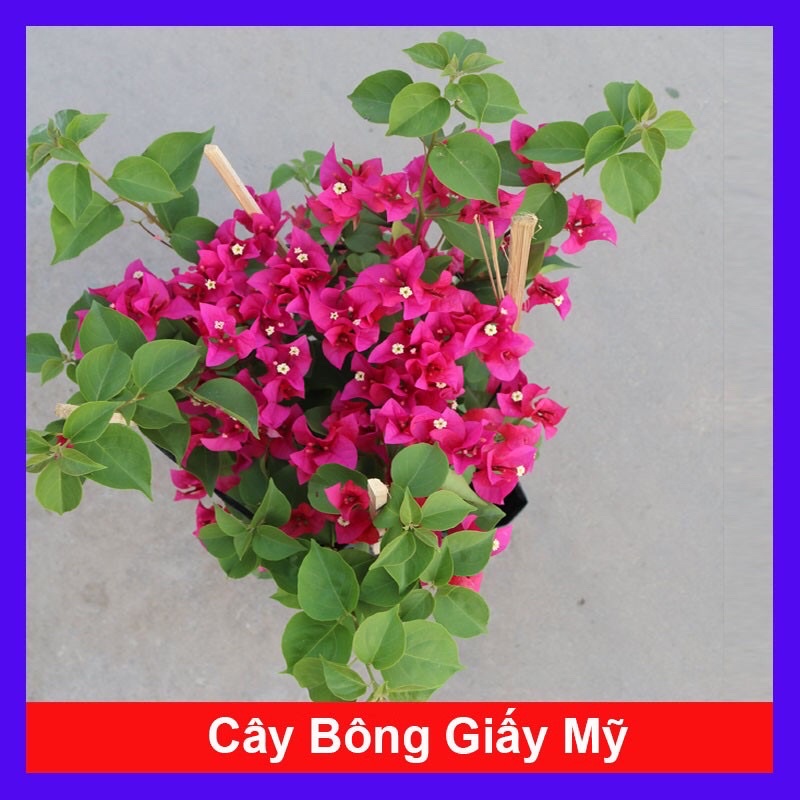 Cây bông giấy Mỹ siêu hoa
