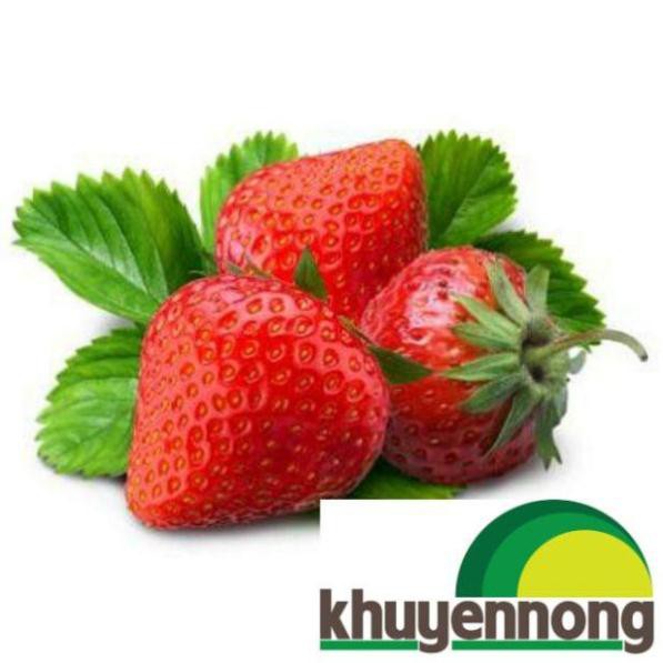 Gói 100 hạt giống quả dâu tây quả to chịu nhiệt