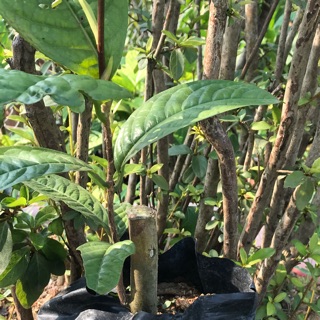 4 cây trà hoa vàng nhỡ