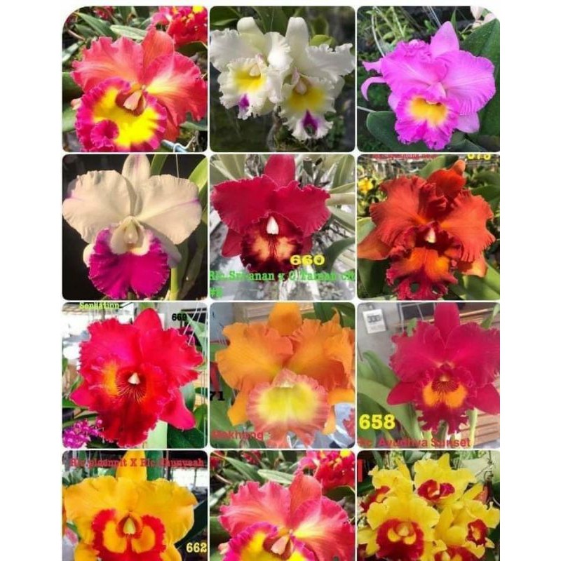 Cattleya màu sổ chậu lỡ