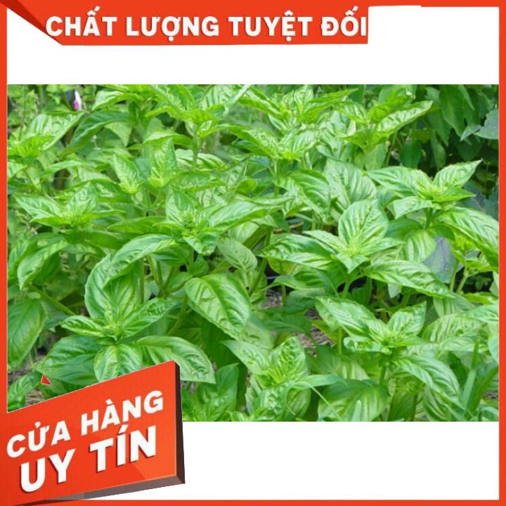 Hạt Giống Rau Húng Tây (Basil) Dễ Trồng (1 Gam)