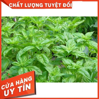 Hạt Giống Rau Húng Tây (Basil) Dễ Trồng (1 Gam)