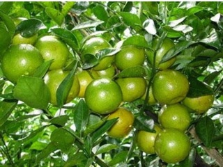 Cây giống chanh tứ quý