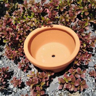 Chậu Đất Nung Trồng Sen Đá Size 15.5x7cm
