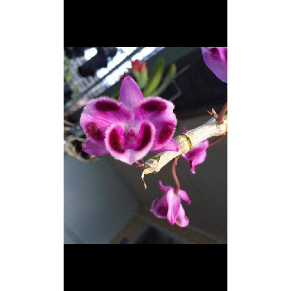 hoa phong lan - trầm 6 mắt +Tặng 02 cây nhót ngọt