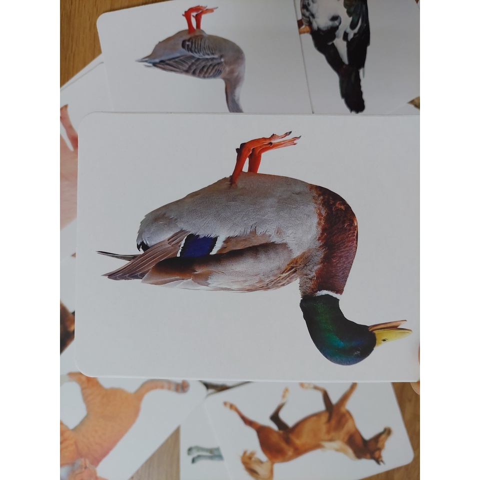 Thẻ học thông minh kích thước lớn 12x16cm chủ đề động vật nuôi -  Flashcard TGXQ Glenn doman chuẩn