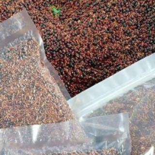 Trà gạo lứt đỗ đen