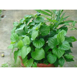 cây lá lốt tươi (10 cây/7k)