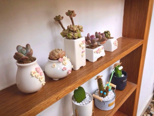 Chậu cây mini siêu xinh ạ combo theo hình