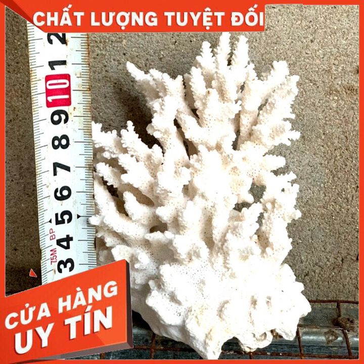 San hô bông đũa phong thủy đẹp trang trí cá thủy sinh, hòn non bộ