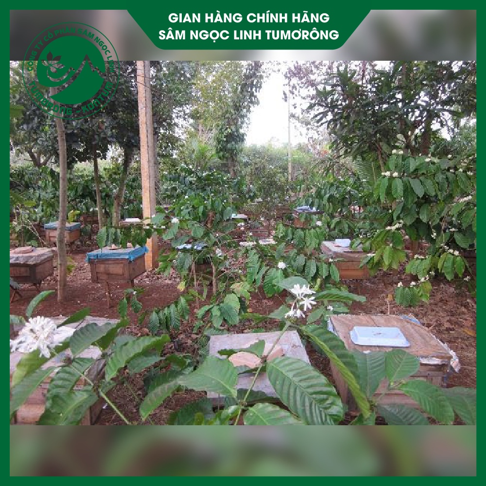 Mật Ong Hoa Cà Phê - Mật Ong Nguyên Chất 100% - Mật Ong Tự Nhiên Tumorong