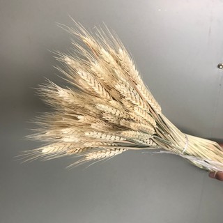 Bó lúa mạch làm đạo cụ chụp ảnh sản phẩm, trang trí nhà cửa (20 cành)