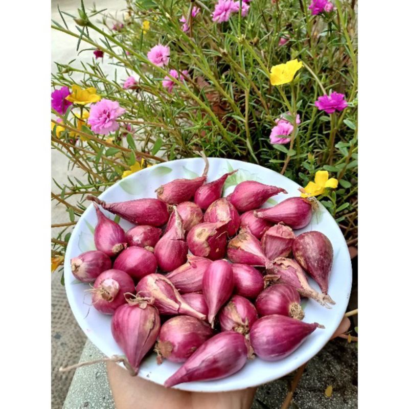 Sỉ Hành Tím Miền Bắc Đẹp loại 1