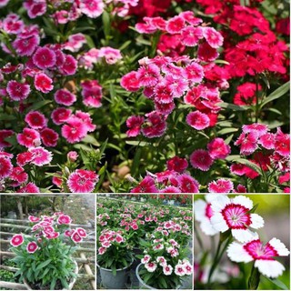 100 Hạt Giống Hoa Cẩm Chướng Hoa Cánh Đơn Nhiều Màu