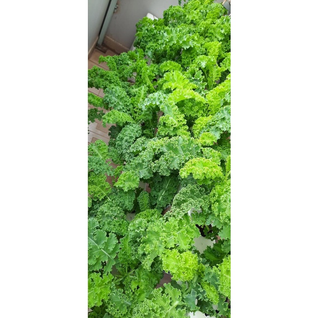 Hạt Giống Cải Kale Xoanh F1 / Chuẩn Giống