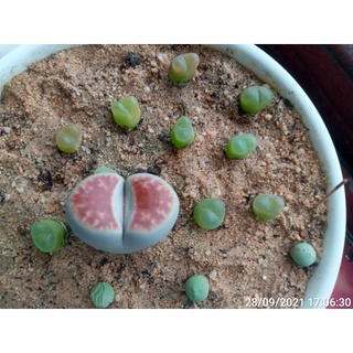 Cây thạch lan 2.7-3cm đủ tuổi ra hoa