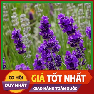 Hạt giống hoa Oải Hương