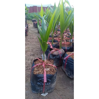 Dừa sáp chuẩn f1. Ăn rất ngon