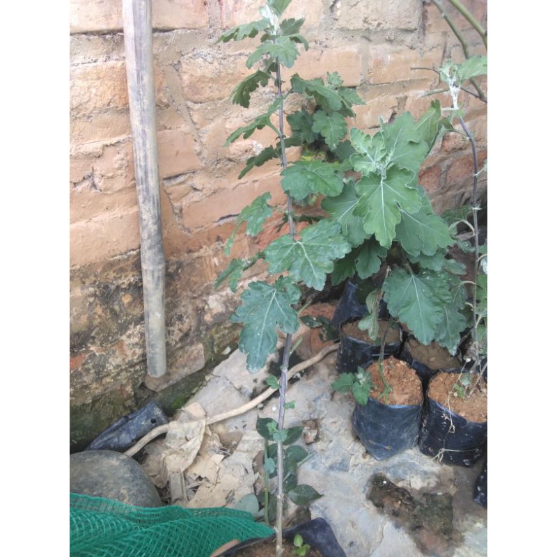 Cúc cổ sơn la cây sống lâu năm cây hiện cao 35 đến 40cm