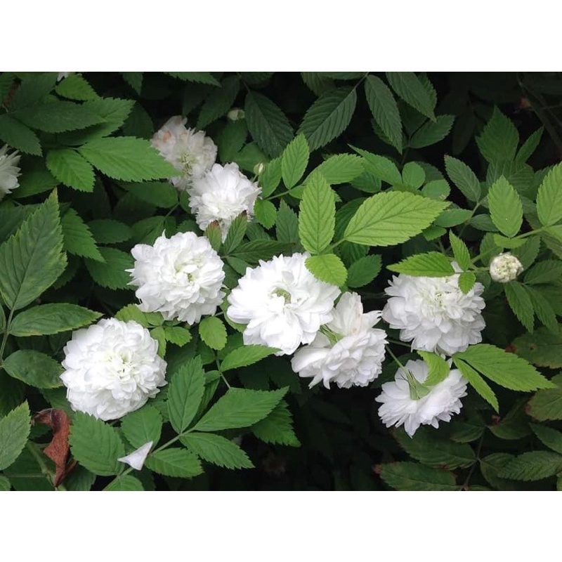 Cây hồng tầm xuân bắc trắng