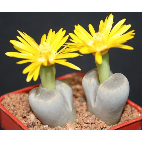 Hạt Giống Hoa Thạch Lan - Đá Sống Mix
