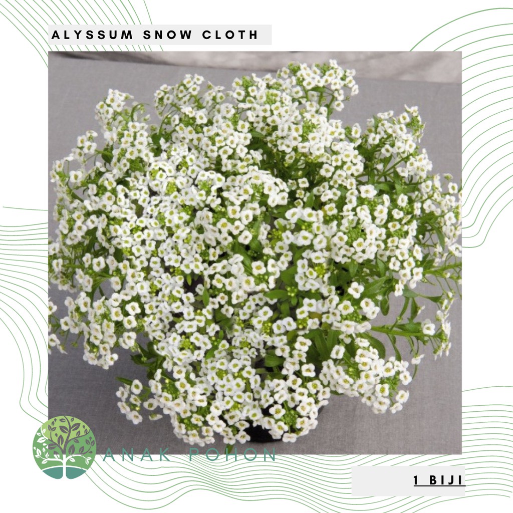 Hạt giống hoa Vải tuyết Alyssum trắng ngọt - NHẬP KHẨUAlyssum trắng ngọt - NHẬP KHẨU 50H