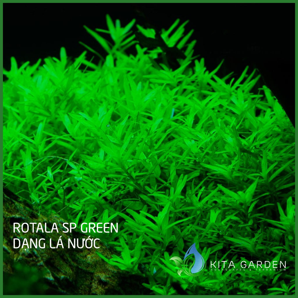 Cây thủy sinh vẩy ốc xanh - Rotala sp "Green" - Dễ Trồng - Cây Dạng Cạn