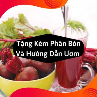 Combo 2 Gói Hạt Giống Củ Dền Đỏ