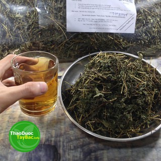 Cỏ Ngọt Stevia ( Hình Thật )