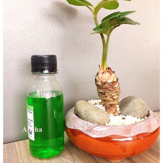 🌿🌿Siro BẠC HÀ - 100ML🌿🌿