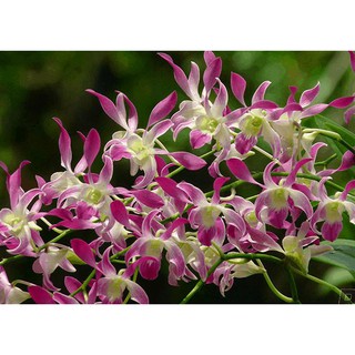 [Cây giống] Hoa lan Dendro MÀU NẮNG dễ trồng, siêng hoa, giao màu ngẫu nhiên, không lựa màu - Trang Flowers