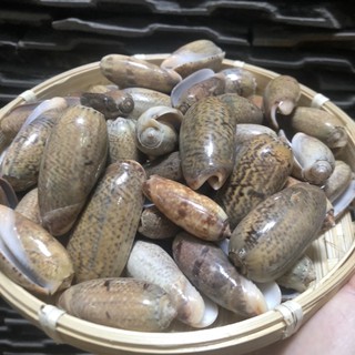 Vỏ ốc trang trí, vỏ ốc dừa