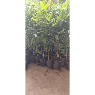 Cây mai con quấn rễ 10 cây