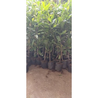 cây mai con quấn rễ 10 cây