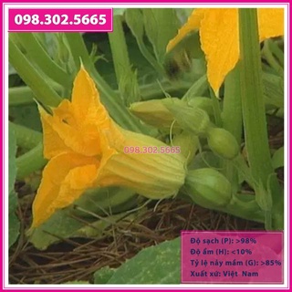 Hạt Giống Bí Siêu Nụ