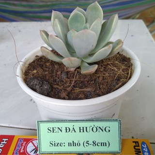 Sen đá hường - size nhỏ (5-8cm)