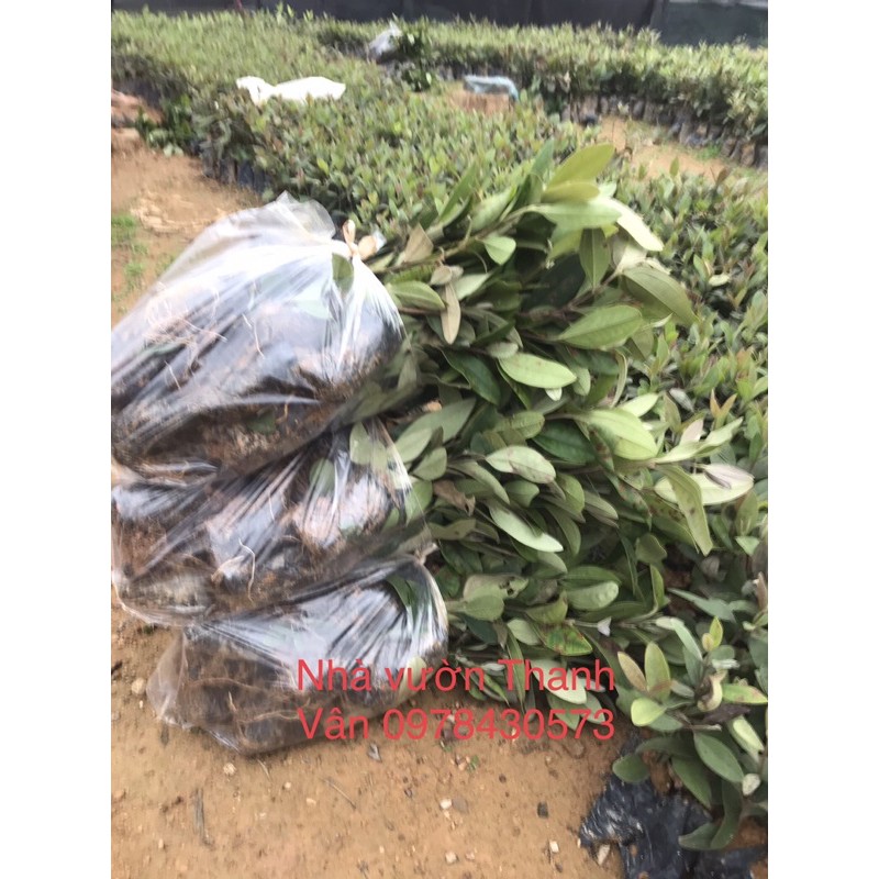 Sỉ,lẻ cây sim ăn quả giống cây cao 25-30cm